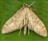 1377 (63.017) Anania lancealis